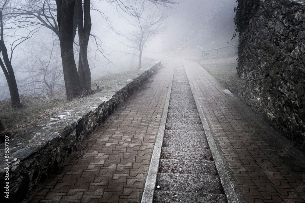 Naklejka premium forest and road