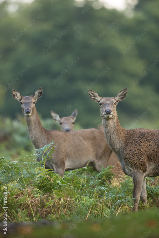 Red deer - Cervus elaphus