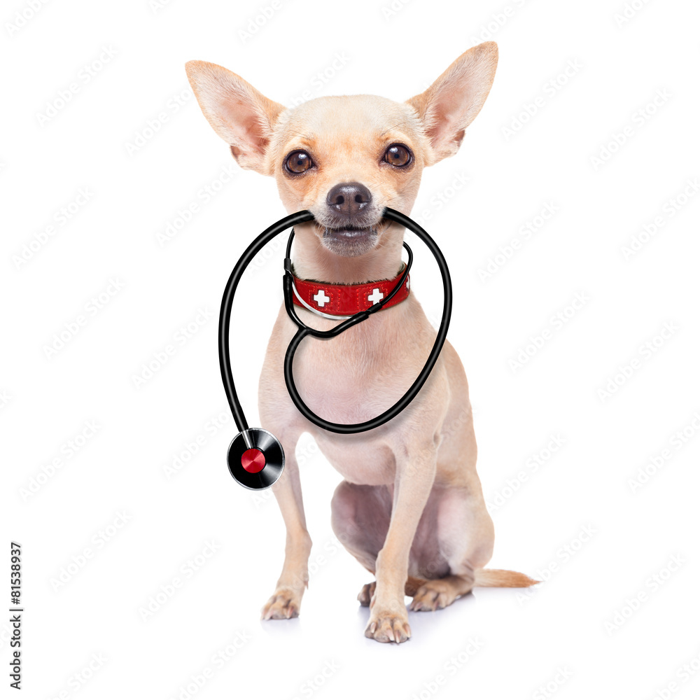 medical doctor dog