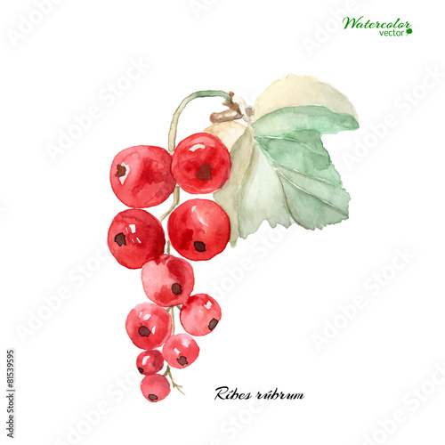 Wallpaper Mural branch of ripe red Torontodigital.ca