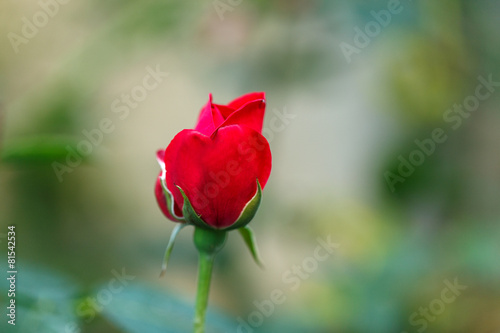 red rose outside