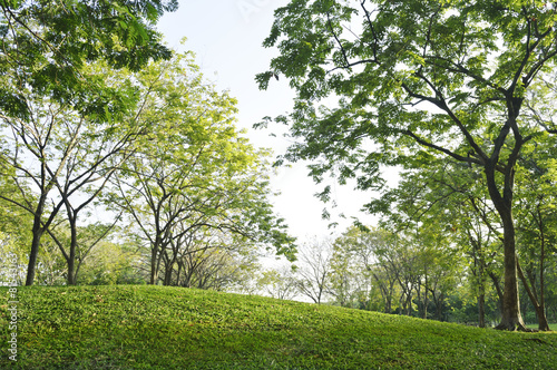 grass field and tree in city park