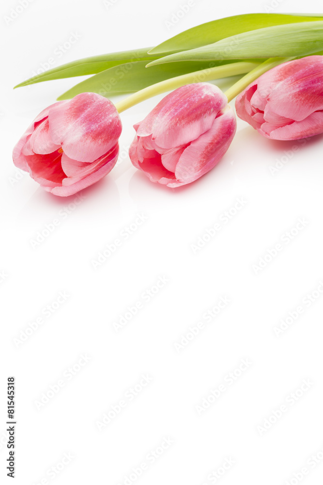 Fototapeta premium Tulips.