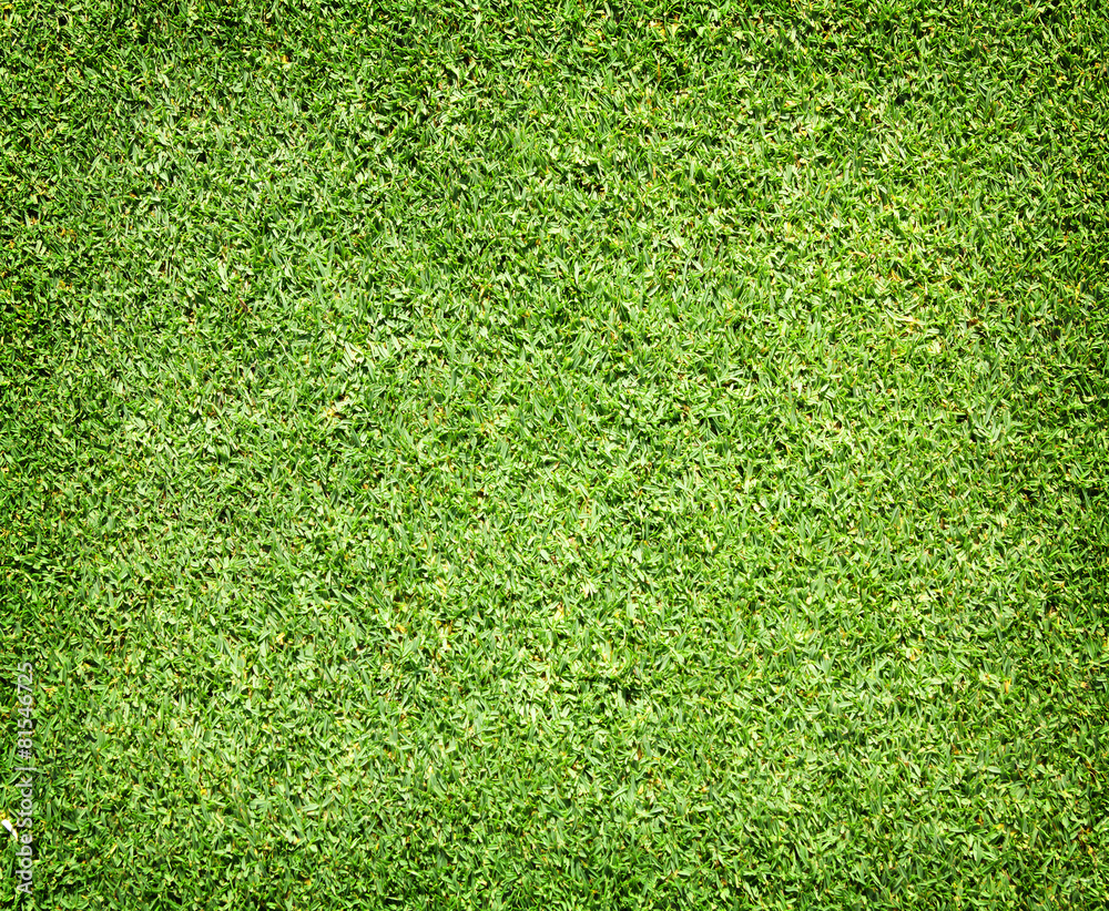 Obraz premium Grass background