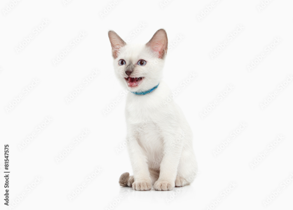 Cat. Thai kitten on white background