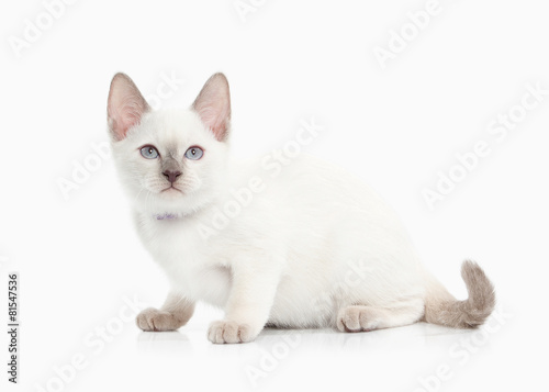 Cat. Thai kitten on white background