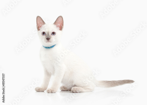 Cat. Thai kitten on white background © dionoanomalia