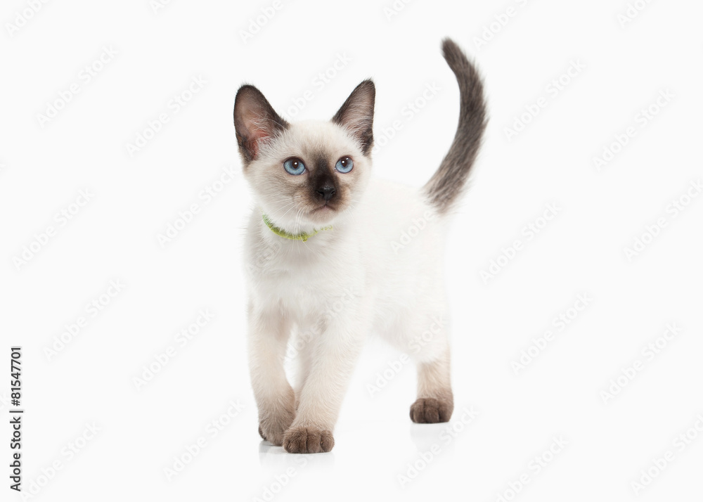 Cat. Thai kitten on white background