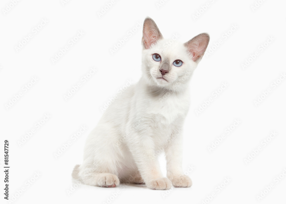 Cat. Thai kitten on white background