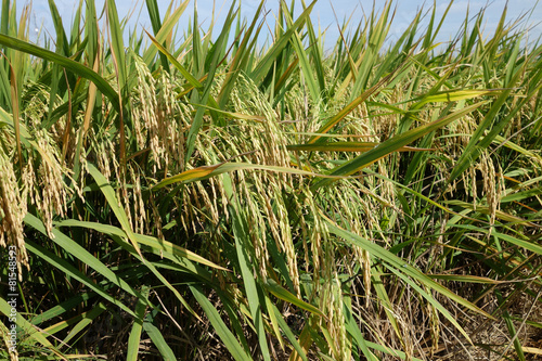 Paddy field