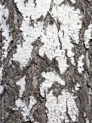 Close up texture of bark of a birch