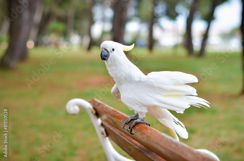 White Parrot - Sulphur-crested cockatoo - Cacatua galerita on a photo