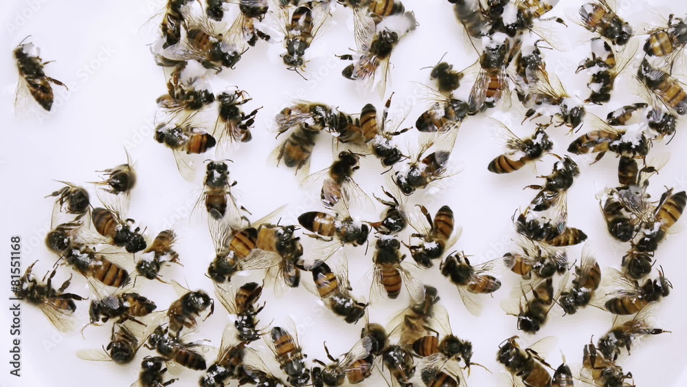 Dead Bees Colony Collapse Disorder Dead Bees Colony Collapse Disorder