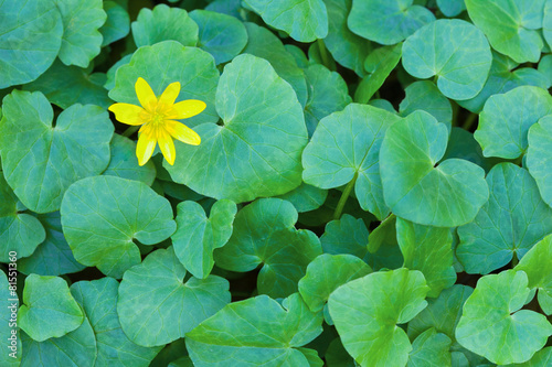 One little yellow spring flower in green leaves © meteo021