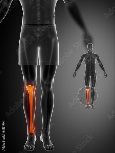 Tibia anatomy medical scan photo