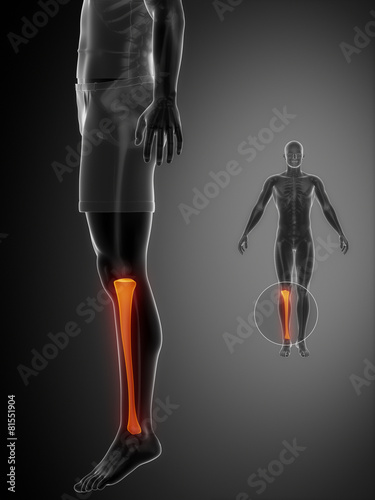 Tibia anatomy medical scan photo