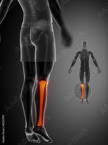 Tibia anatomy medical scan photo