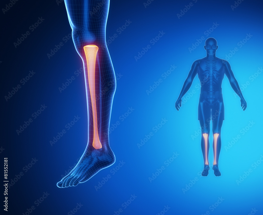 Tibia anatomy medical scan Tibia anatomy medical scan