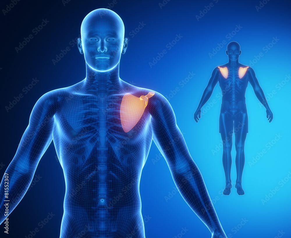 SCAPULA bone anatomy x-ray scan SCAPULA bone anatomy x-ray scan