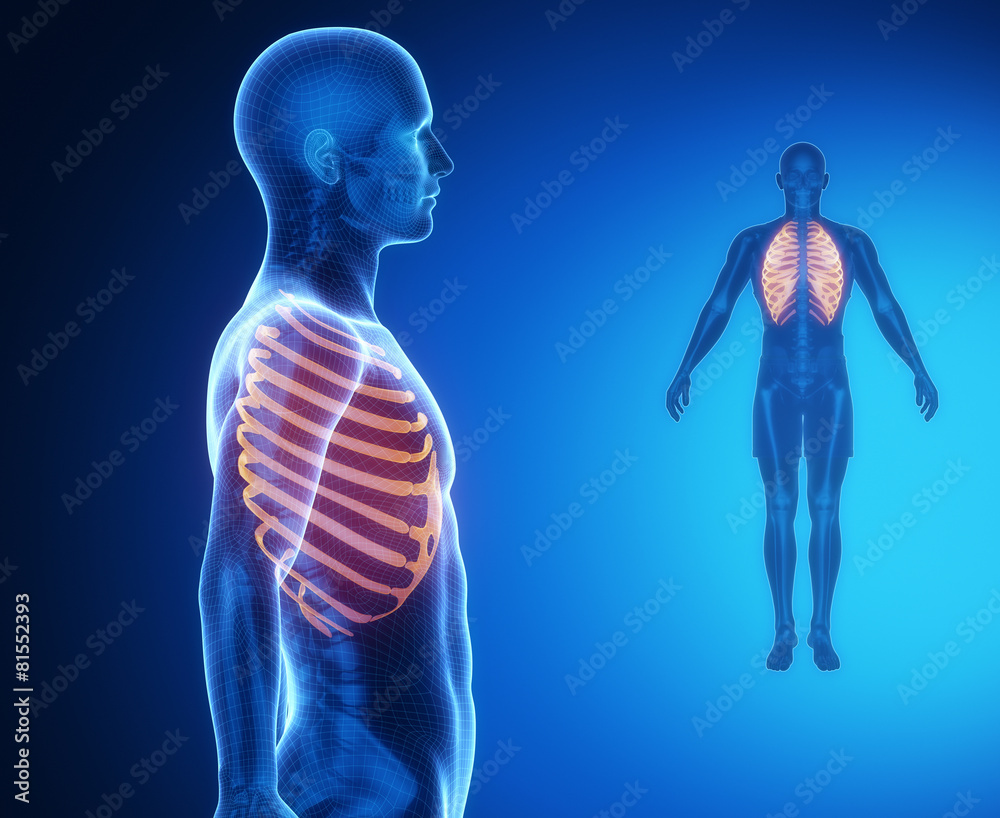 RIBS bone anatomy x-ray scan
