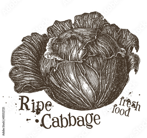 fresh cabbage vector logo design template. vegetables, food or