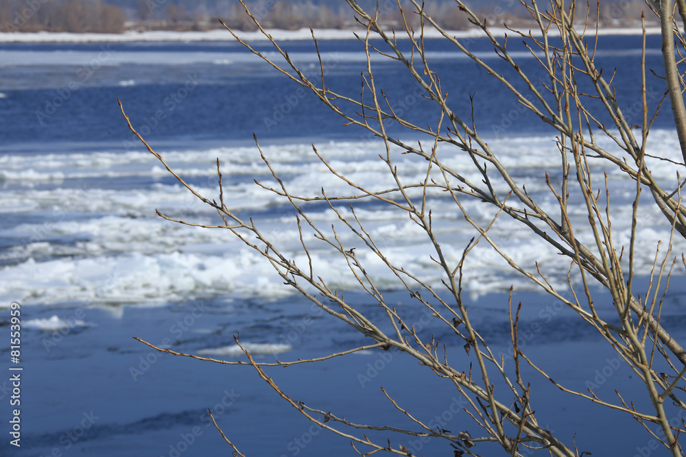 Fototapeta premium branches with swollen buds in early spring