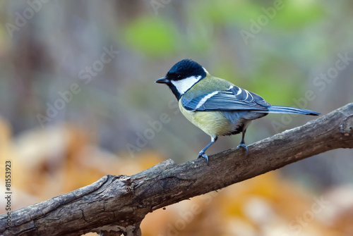 Great tit