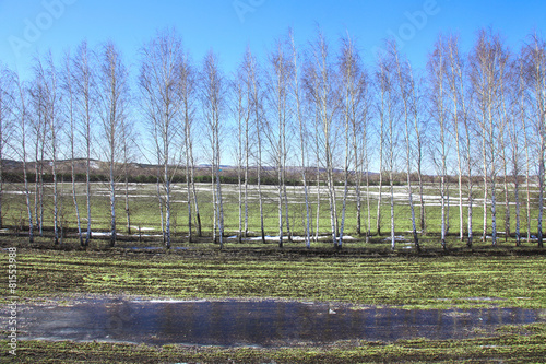 young birch trees in a field in spring
