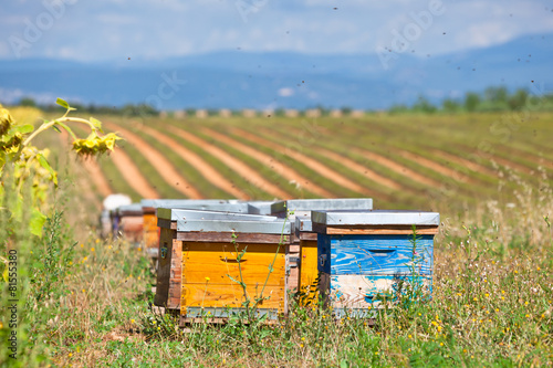 Beehives on the sunflower field in Provence, France