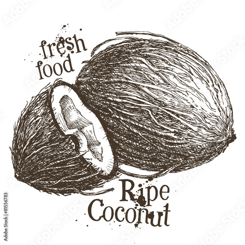 coconut vector logo design template. fresh food or walnut icon.