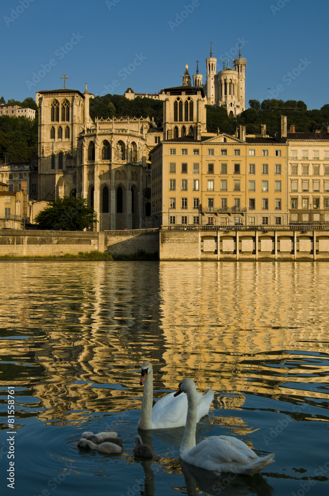 Naklejka premium Swans in Lyon