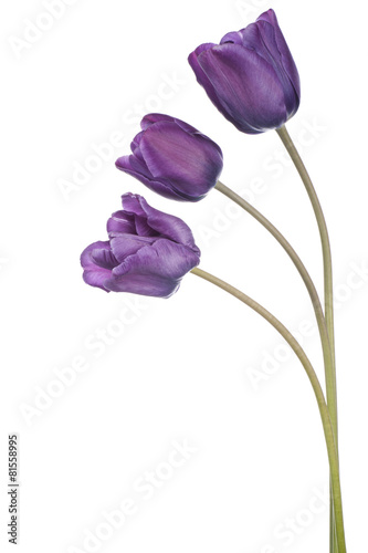 Fototapeta Naklejka Na Ścianę i Meble -  tulip