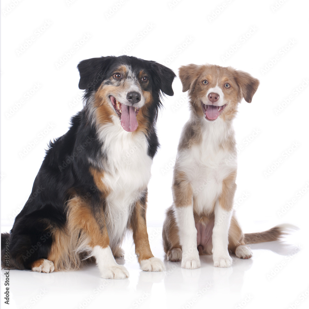 Two australian shepherd dogs - mother and daughter