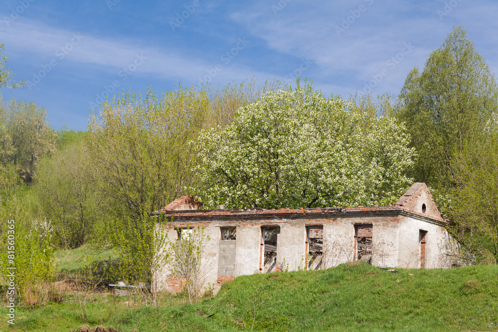 old stone building with a tree growing on it. old stone building with a tree growing on it.