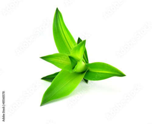 Fototapeta Naklejka Na Ścianę i Meble -  Green leaf  Cornstalk Plant on white background