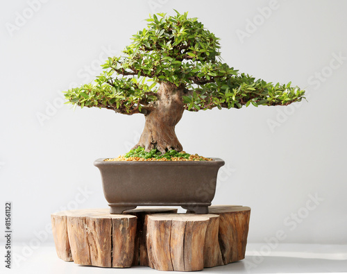 Summer bonsai azalea tree