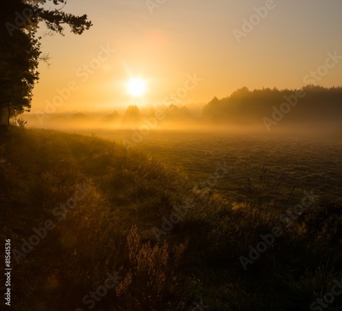 Foggy morning on meadow