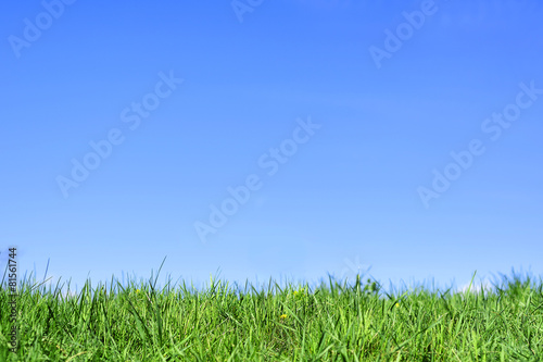 Green grass under blue sky.