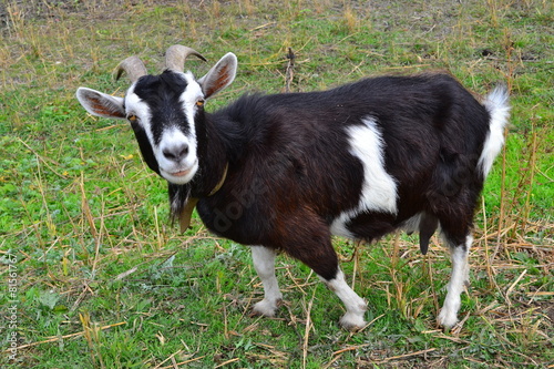 Goat posing on the grass, a goat funny facial expressions.