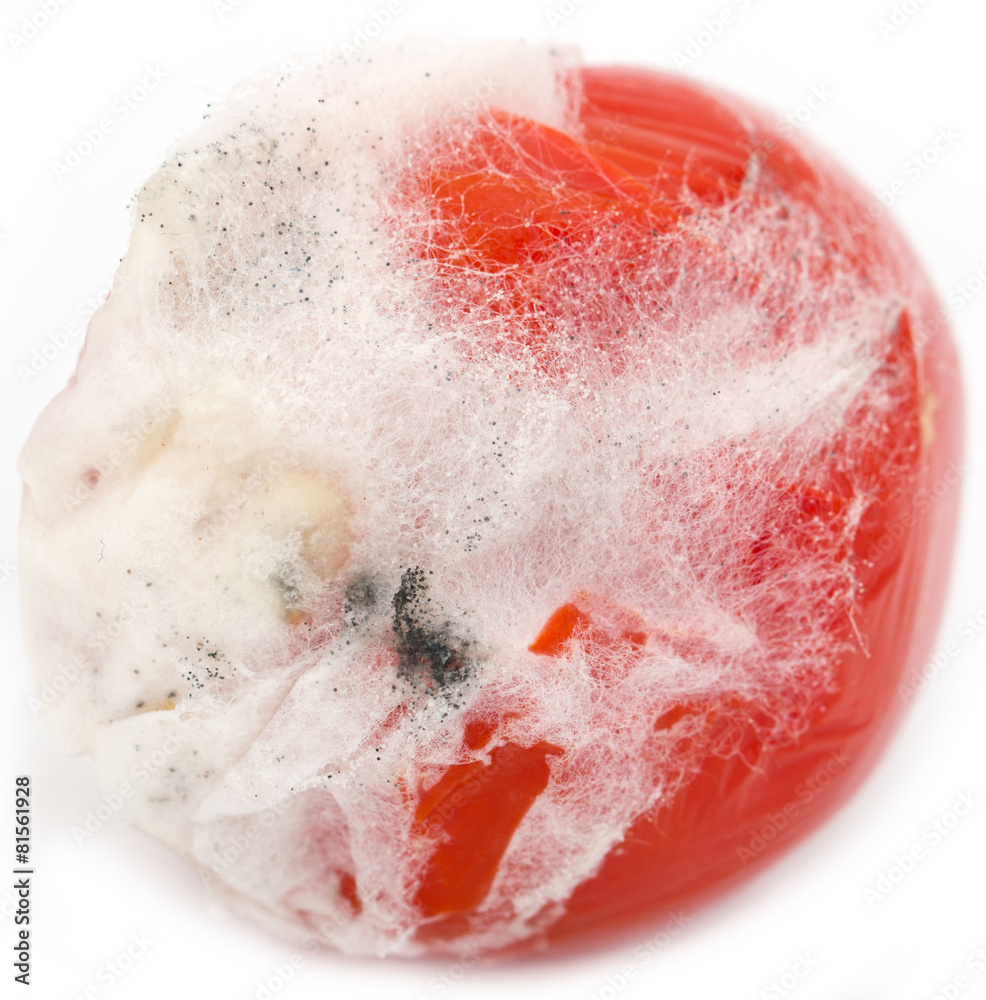 Fototapeta premium mold on the red tomato
