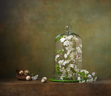 Still life with cloche with flowering tree branches