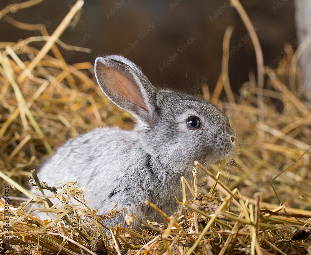 Obraz premium Rabbit on Dry Grass