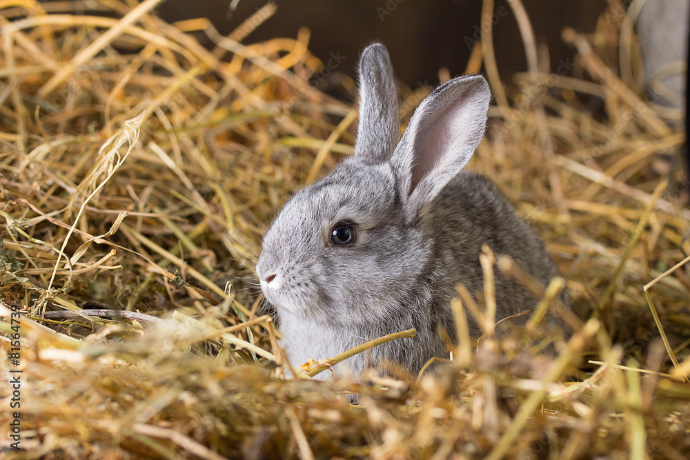 Fototapeta premium Rabbit on Dry Grass