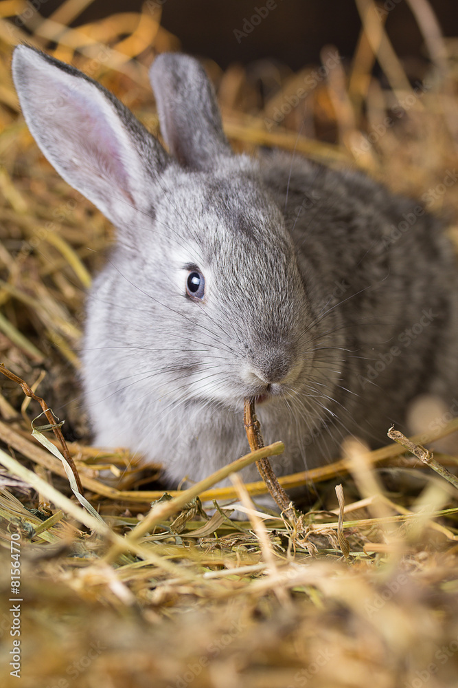 Fototapeta premium Rabbit on Dry Grass