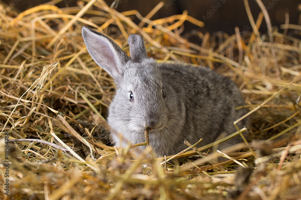 Fototapeta premium Rabbit on Dry Grass