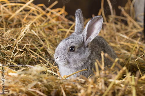 Rabbit on Dry Grass