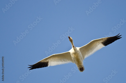 Lone Snow Goose Flying in a Blue Sky © rck