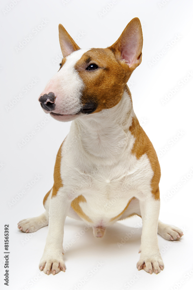 Portrait of sitting dog breed bull terrier on white background