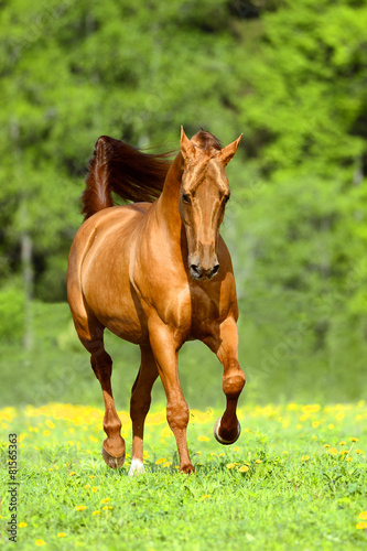 Golden red horse runs trot free in summer time
