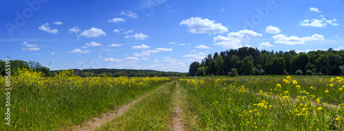 Rural road in village field with yellow flowers near forest © antonmatveev